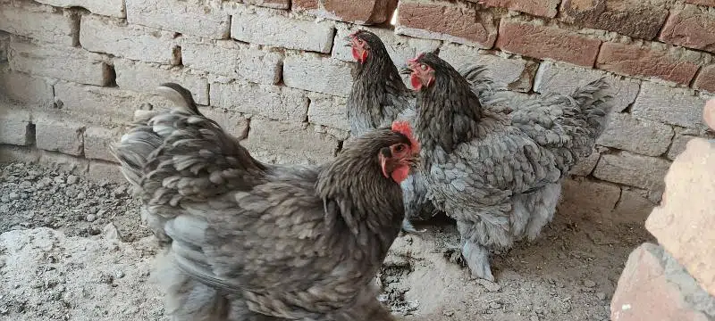 Blue Heavy Cochine Breeder Females egg laying — photo 4