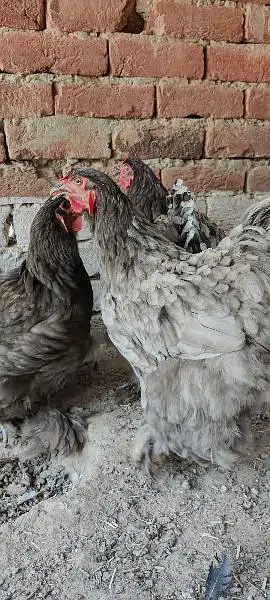 Blue Heavy Cochine Breeder Females egg laying — photo 5