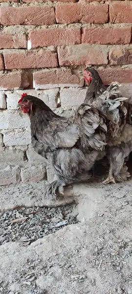 Blue Heavy Cochine Breeder Females egg laying — photo 6