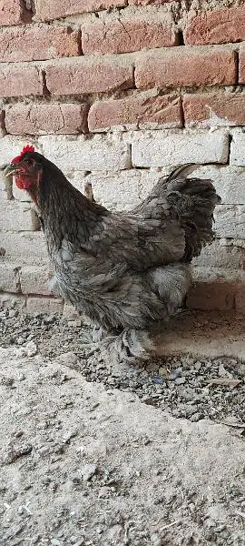 Blue Heavy Cochine Breeder Females egg laying — photo 7