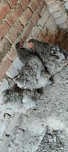 Blue Heavy Cochine Breeder Females egg laying — photo 8