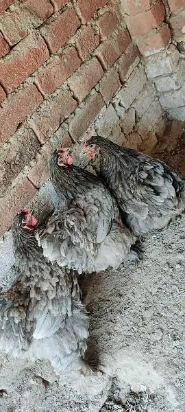 Blue Heavy Cochine Breeder Females egg laying — photo 9
