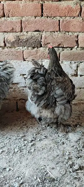 Blue Heavy Cochine Breeder Females egg laying — photo 10