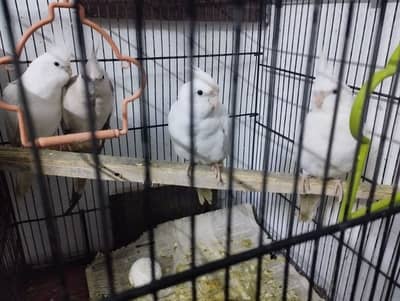 pure Eno Cocktail Breader Pair