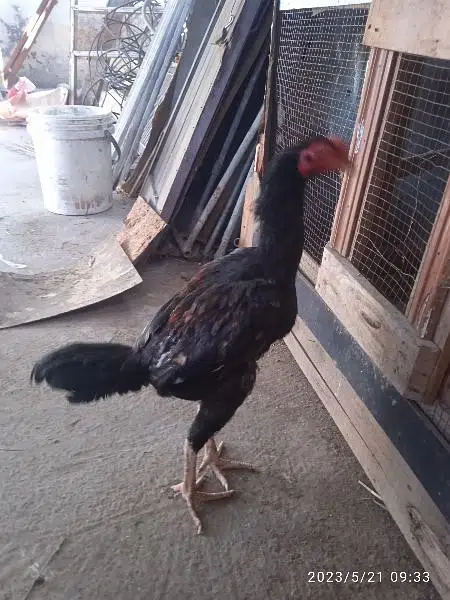 gar Ka patha a — photo 2