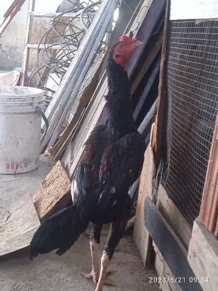 gar Ka patha a — photo 3