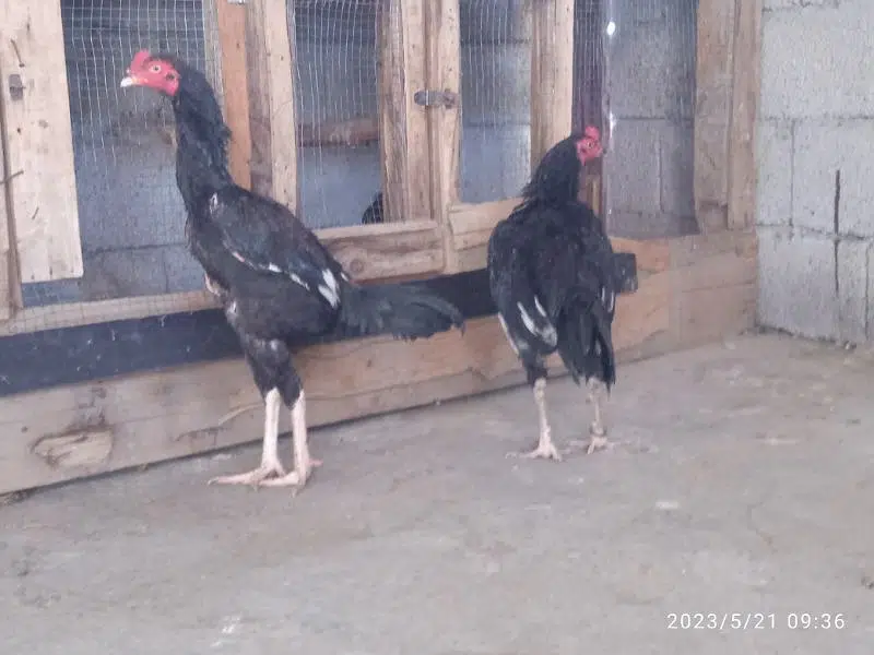 gar Ka patha a — photo 4