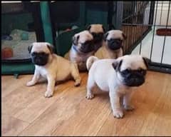pug puppies available 0