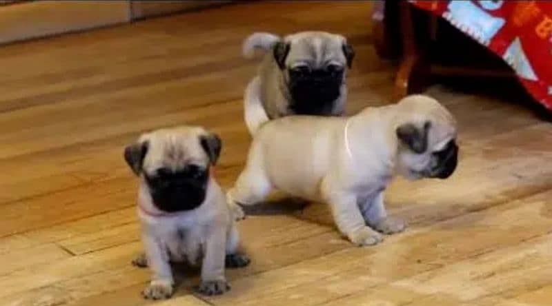 pug puppies available 1
