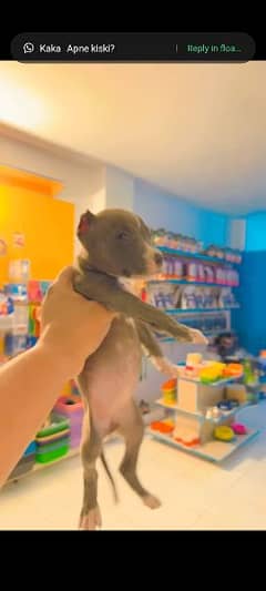 pitbull