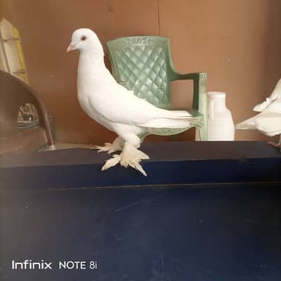 fancy jora breeder hai bhut piyara pair ha