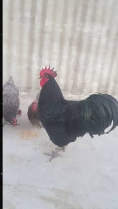 chiks & breeders for sale