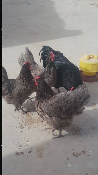 chiks & breeders for sale 1