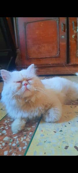 Persian Male Cat STUD/MATING 4