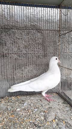 3 male pigeons