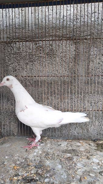 3 male pigeons 1