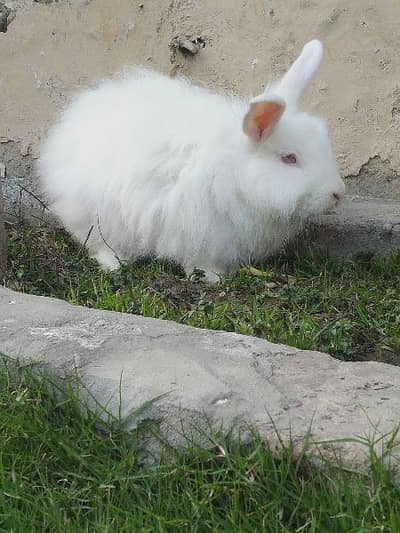 One male Italian angora rabbit urgent sale