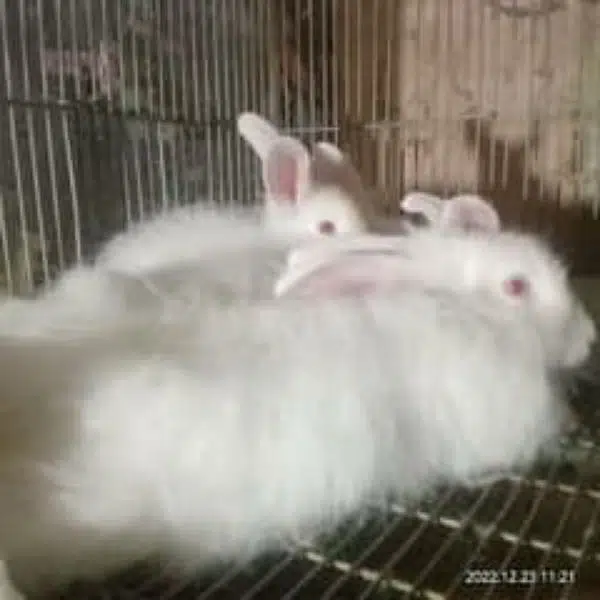 One male Italian angora rabbit urgent sale — photo 2