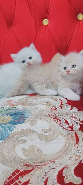 Persian triple coated good quality kittens available for sale 9
