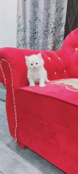 Persian triple coated good quality kittens available for sale 12