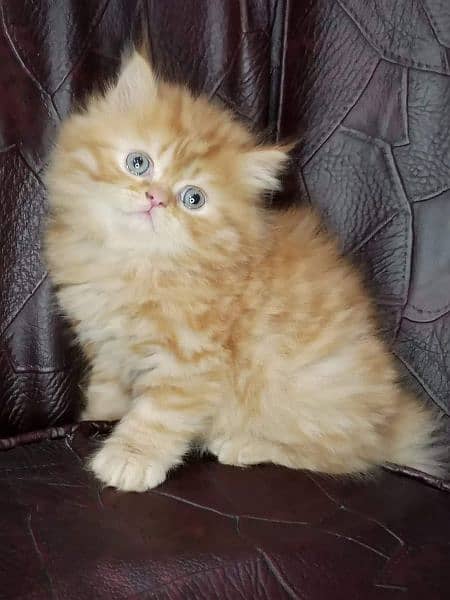 Persian triple coated good quality kittens available for sale 16