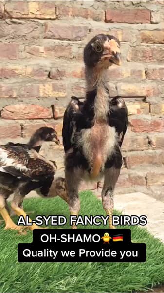 OH-Shamo chicks 100% pure guarantee by Al-Syed Fancy Birds Mirpurkhas 7