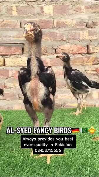 OH-Shamo chicks 100% pure guarantee by Al-Syed Fancy Birds Mirpurkhas 4