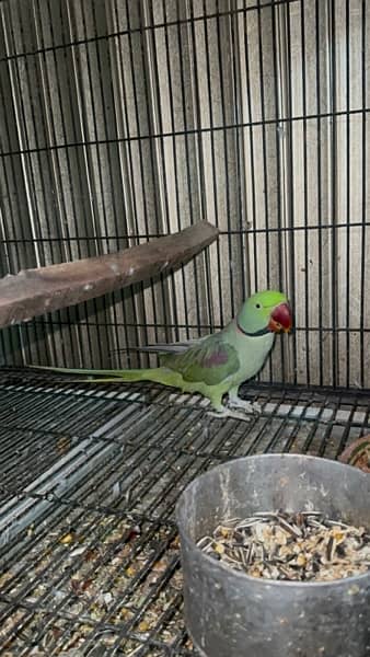 breeder pair for sale