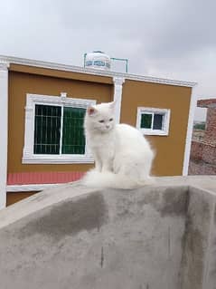 male triple coat Persian cat for sale