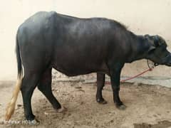 Qurbani