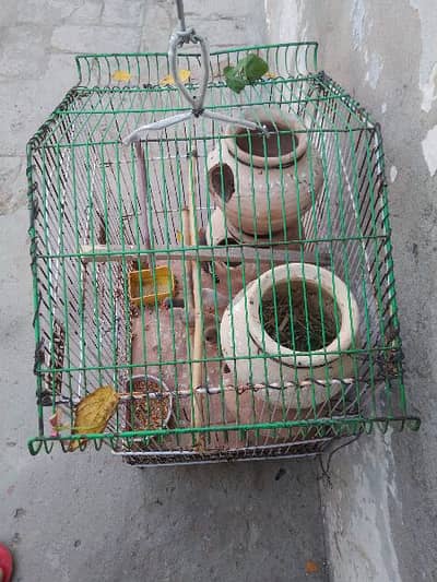 fince chria for sale with cage and matka