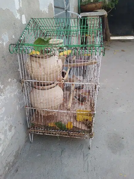 fince chria for sale with cage and matka — photo 2