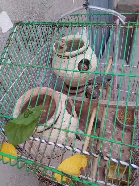 fince chria for sale with cage and matka — photo 3