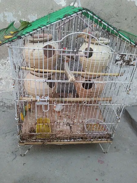 fince chria for sale with cage and matka — photo 4