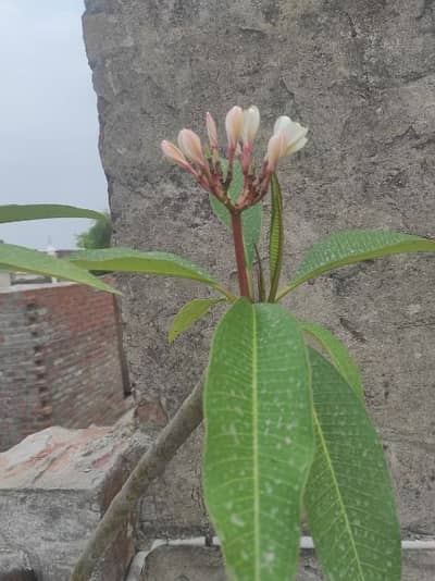 Plant for sale, Gulchine plants for sale in Gujranwala, Plants in Guj