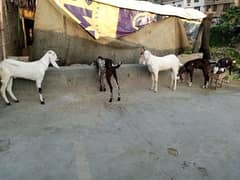 Qurbani