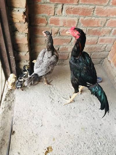 Aseel Pair For Sale
