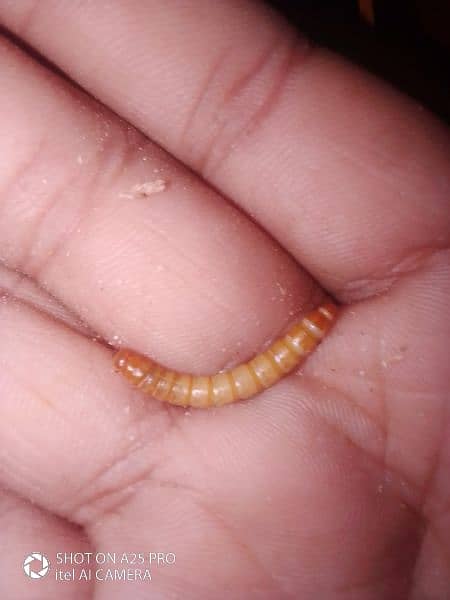 Meal worms 5
