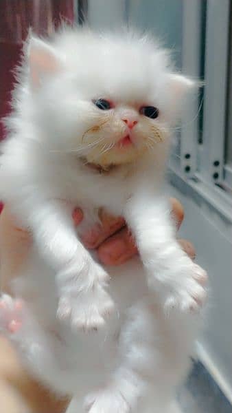 persian cat kidz white female nd gray black male avb - Cats - 1071643672