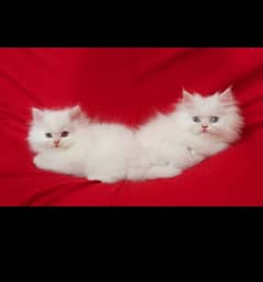 persion white kitten