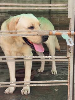 White Labrador 2 Years Old Male