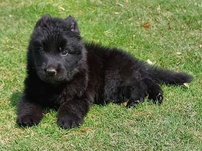 black German Shepherd long coat mail available age 3 months for sale