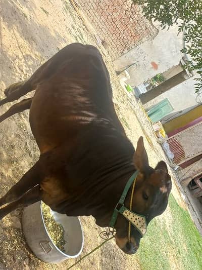 qurbani ki wahri 2 saal 2 month 3067784805