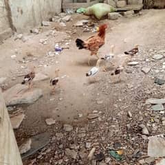 I chicken 6 chicks home breed