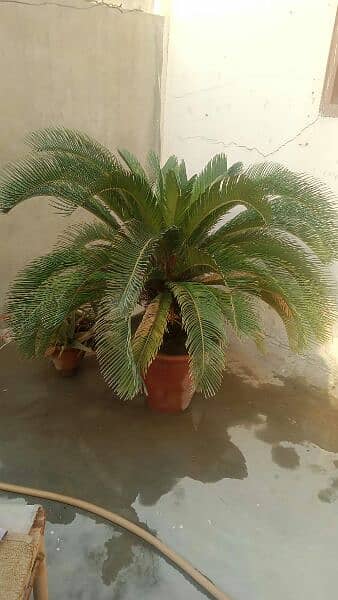 I am selling my 12 plants in just 13000RS: Plant availible for sale. 0