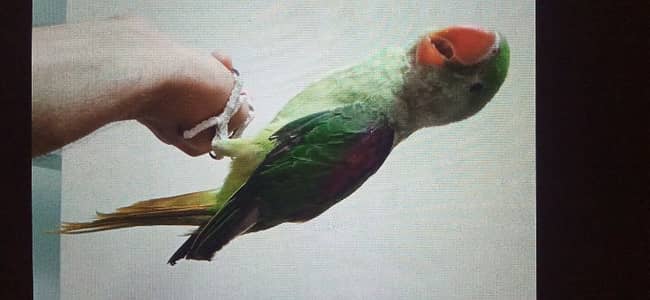 Alexander Raw parrot