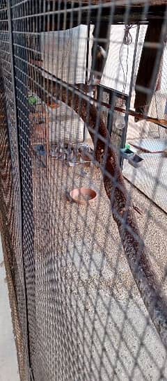 dove breeder pairs