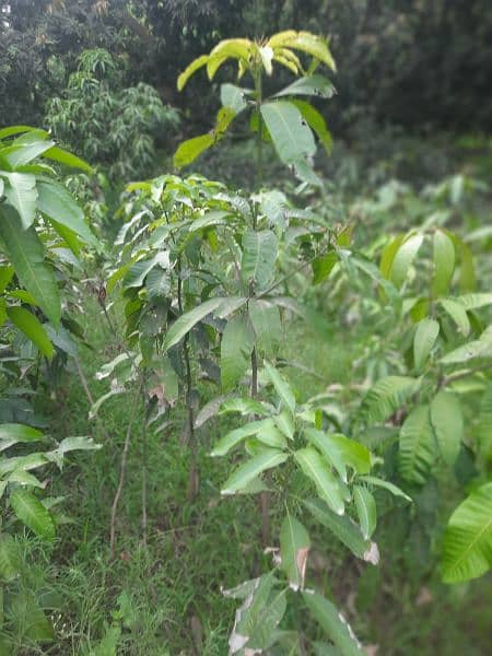 Desi Mango Plants 0