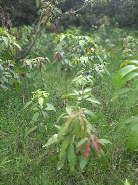 Desi Mango Plants 2