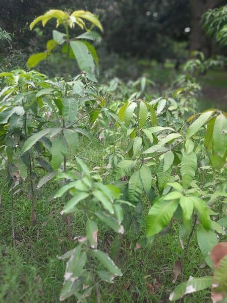 Desi Mango Plants 3